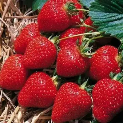 Клубника КИМБЕРЛИ в Жлобине