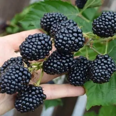 Ежевика ДЖАМБО бесшипная  в Жлобине