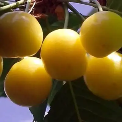 Черешня ЧЕРМАШНАЯ в Жлобине