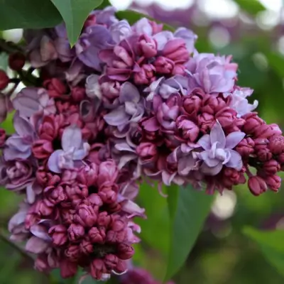 Сирень П.П.КОНЧАЛОВСКИЙ в Жлобине