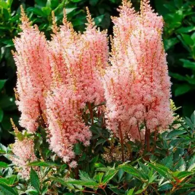 Астильба ЛУК ЭТ МИ японская в Жлобине