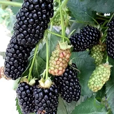 Ежевика ПРАЙМ АРК 45 ремонтантная   в Жлобине