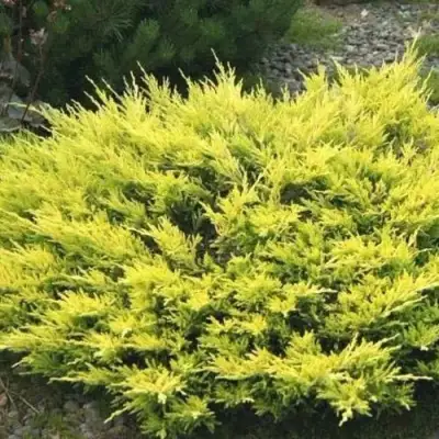 Можжевельник ЛАЙМ ГЛОУ горизонтальный  в Жлобине