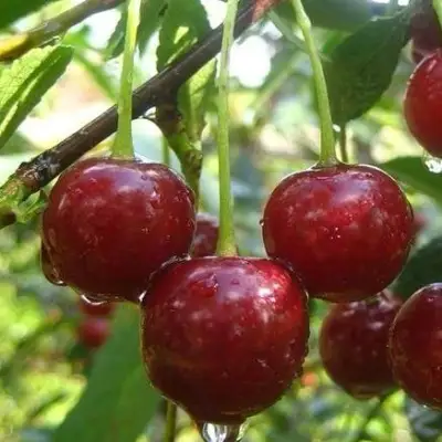 Вишня ВОЛОЧАЕВКА в Жлобине