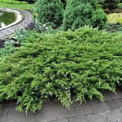 Можжевельник РОКЕРИ ДЖЕМ казацкий  в Жлобине