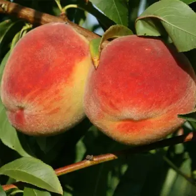 Персик МАРИЯ в Жлобине