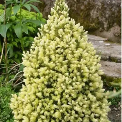 Ель МАЙГОЛД колючая в Жлобине