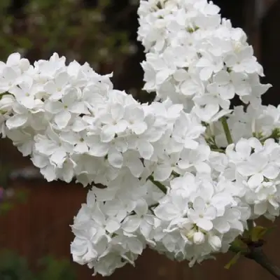 Сирень ФЛОРА в Жлобине