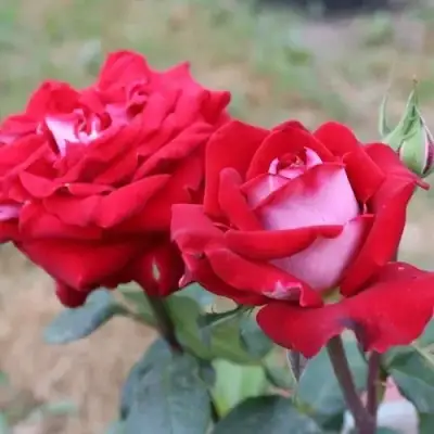 Роза АЛЬЯНС чайно-гибридная в Жлобине