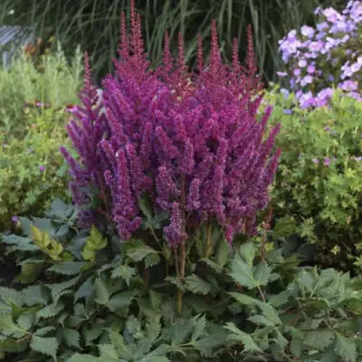 Астильба ВИЖНС китайская в Жлобине