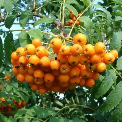 Рябина НЕВЕЖИНСКАЯ ЖЕЛТАЯ сладкоплодная в Жлобине