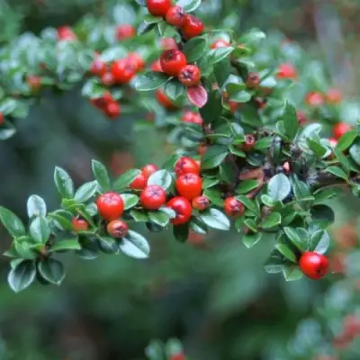 Кизильник горизонтальный в Жлобине