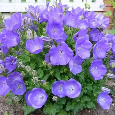 Колокольчик САНТА карпатский в Жлобине