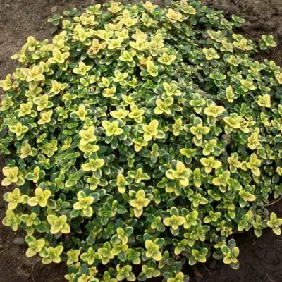 Тимьян ДОННА ВАЛЕЙ лимоннопахнущий в Жлобине