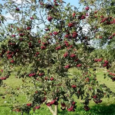 Рябина БУРКА сладкоплодная в Жлобине
