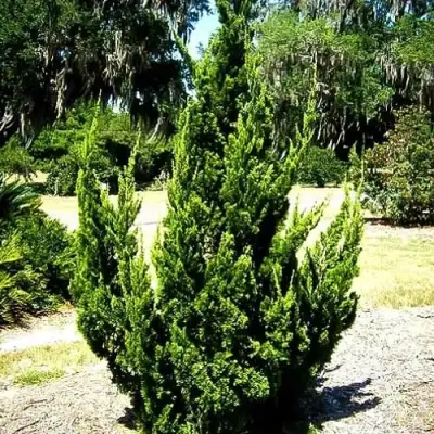 Можжевельник КАЙЗУКА китайский в Жлобине