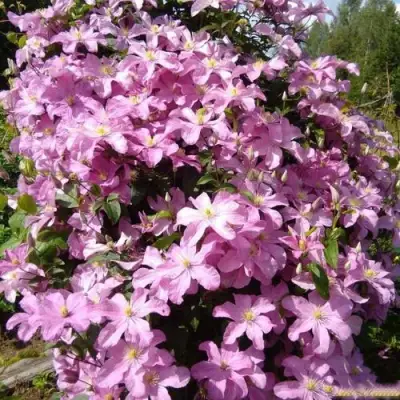 Клематис КОМТЕСС ДЕ БУШО в Жлобине
