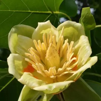 ЛИРИОДЕНДРОН тюльпанный в Жлобине