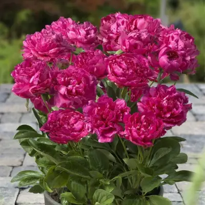 Пион ЛОНДОН травянистый в Жлобине