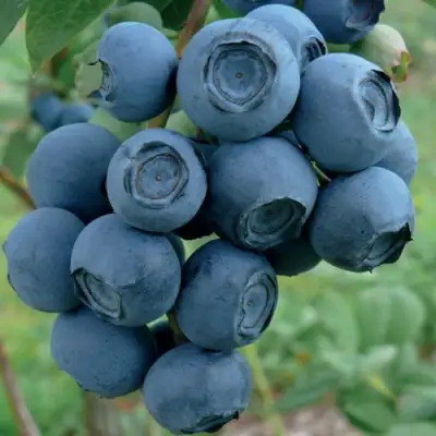 Голубика РУБЕЛ в Жлобине