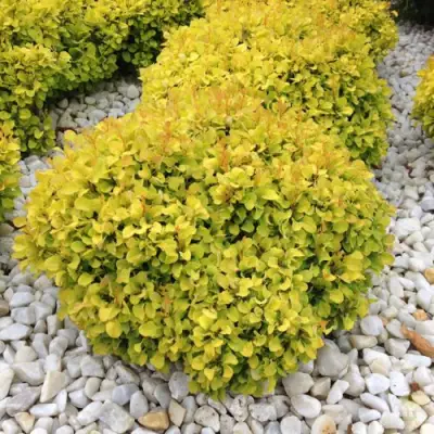 Барбарис БОНАНЗА ГОЛД тунберга в Жлобине