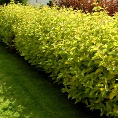 Комплект ДАРТС ГОЛД в Жлобине