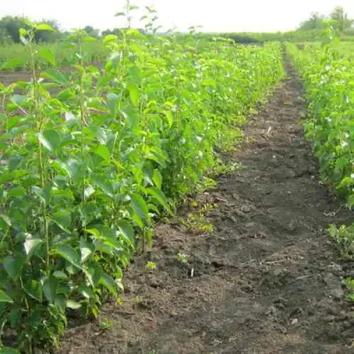 Подвой черешни ДИКАЯ ЧЕРЕШНЯ в Жлобине