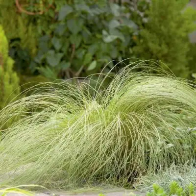 Осока ФРОСТЕД КЕРЛЗ в Жлобине