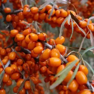 Облепиха ВОРОБЬЕВСКАЯ в Жлобине