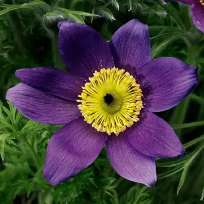 Прострел ПИНВИЛ БЛЮ ШЕЙДЕС в Жлобине