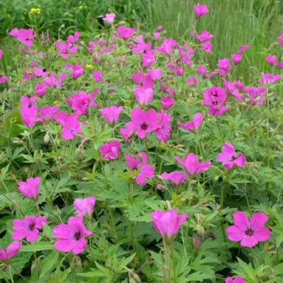 Герань РЕД АДМИРАЛ гибридная в Жлобине