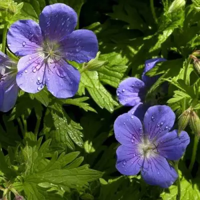 Герань БРУКСАЙД гибридная в Жлобине