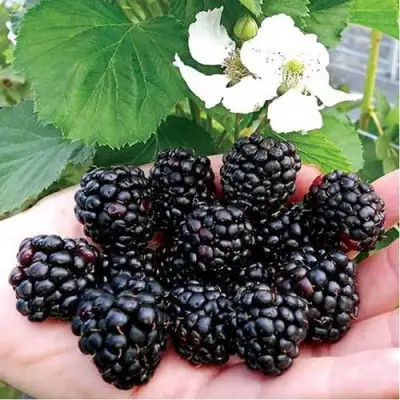 Ежевика РУБЕН ремонтантная  в Жлобине