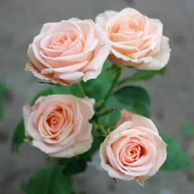 саженцы розы Яна