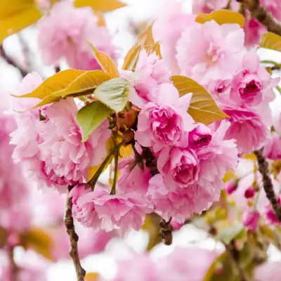 Сакура КАНЗАН в Жлобине