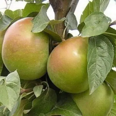 Яблоня БЕЛАНА в Жлобине