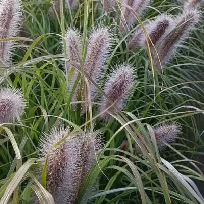 Пеннисетум БЛЭК БЬЮТИ в Жлобине