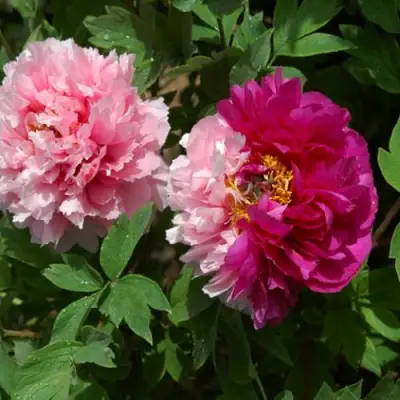 Пион ДВЕ СЕСТРЫ древовидный в Жлобине