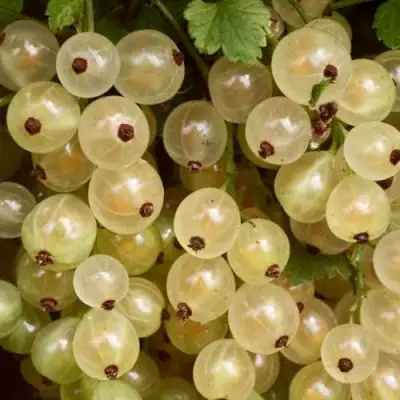 Смородина белая СМОЛЬЯНИНОВСКАЯ в Жлобине