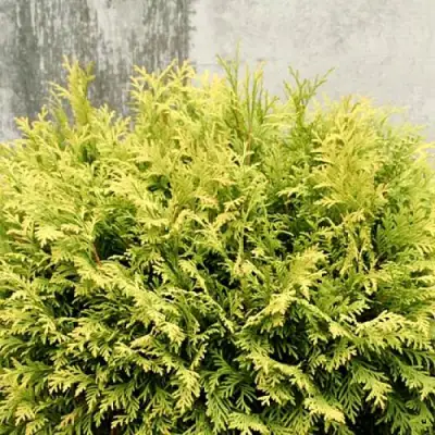 Туя ГОЛДЕН ГЛОБ западная в Жлобине