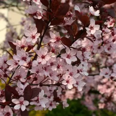 Слива НИГРА растопыреная в Жлобине