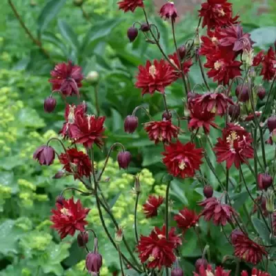 Аквилегия РУБИ ПОРТ обыкновенная в Жлобине