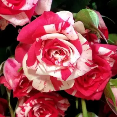 Роза ФАЙЕР ВОРКС миниатюрная в Жлобине