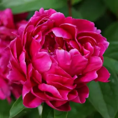 Пион ЛУИ ВАН-ГУТТ травянистый в Жлобине