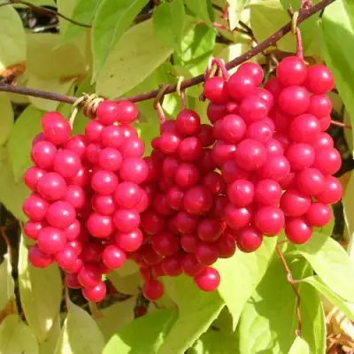 Лимонник ПЕРВЕНЕЦ китайский в Жлобине