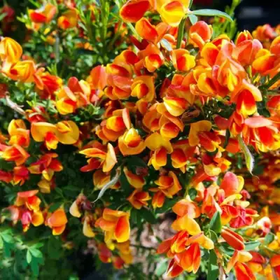 Ракитник АНДРЕАНУС в Жлобине