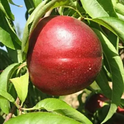 Нектарин ФАНТАЗИЯ в Жлобине