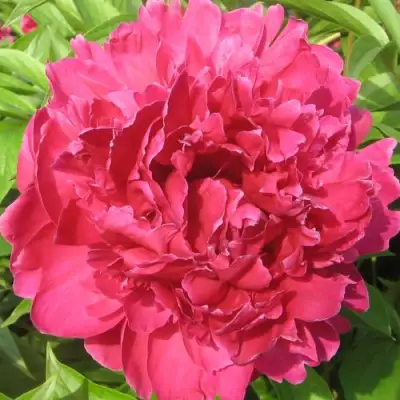 Пион ПУРПУРНЫЙ ФЕНИКС травянистый в Жлобине