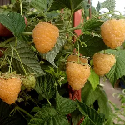 Малина ЗЮГАНА ЗОЛОТАЯ в Жлобине