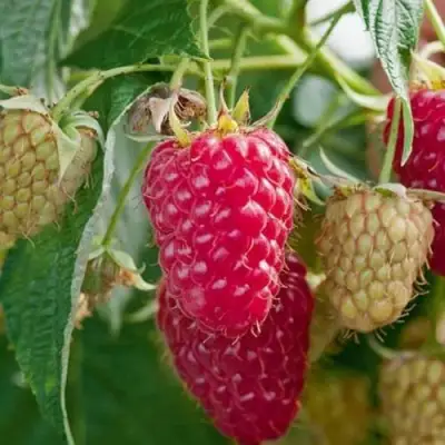 Малина МАРАСТАР в Жлобине